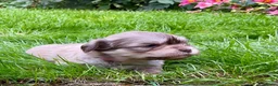 Boomer honden te koop: Boomerpups - Advertentie 20