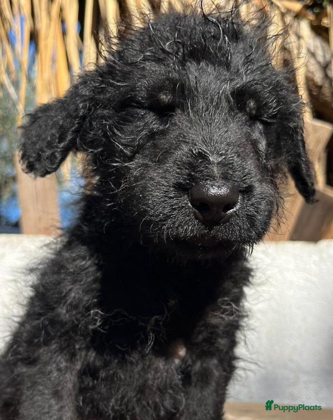 Kruising honden ter adoptie: gustaf  wat een leuk hondje echt een schatje  - Advertentie 5
