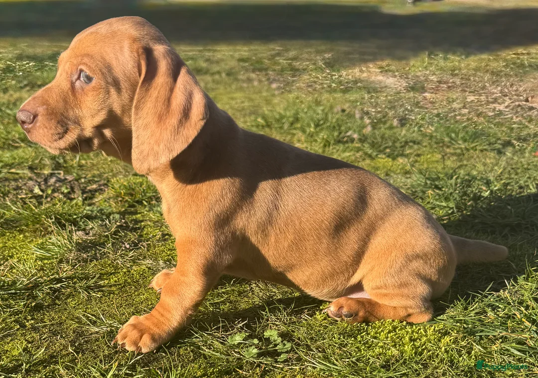 Teckel (korthaar)  honden te koop: teckel teefje in huis opgevoed ouders aanwezig  - Advertentie 7