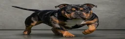 Amerikaanse Bully honden te koop: American Bully pups verwacht (GETEST)  - Advertentie 6