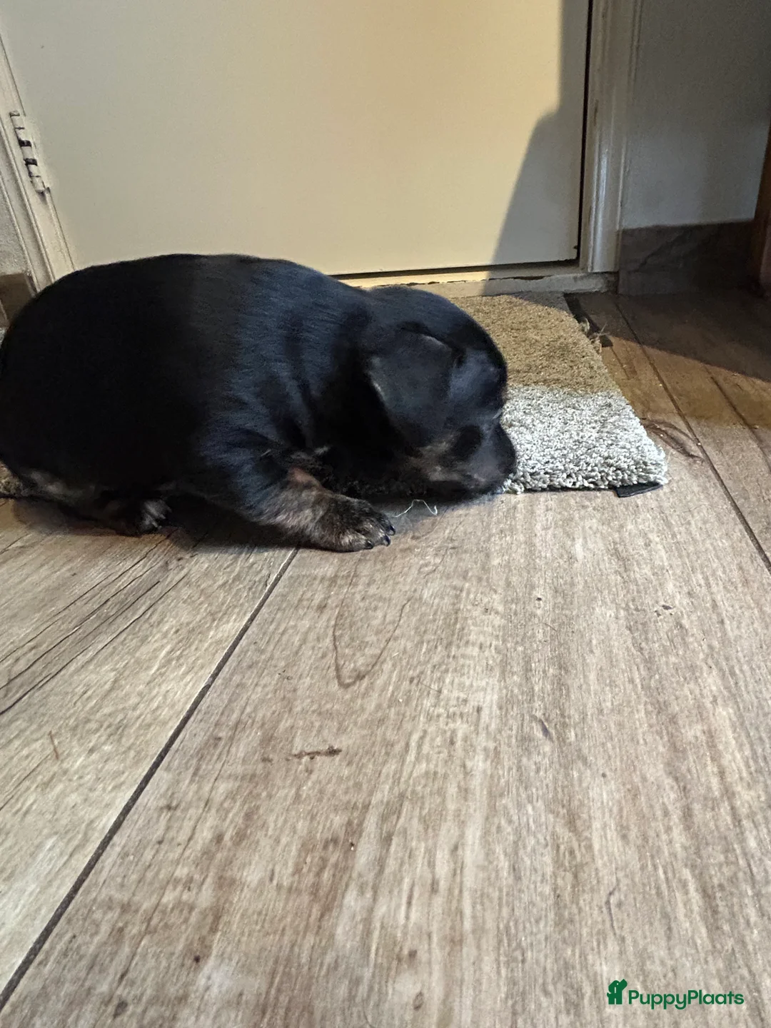 Jack Russel Terriër honden te koop: 4 mooie Jack Russell reutjes - Advertentie 12