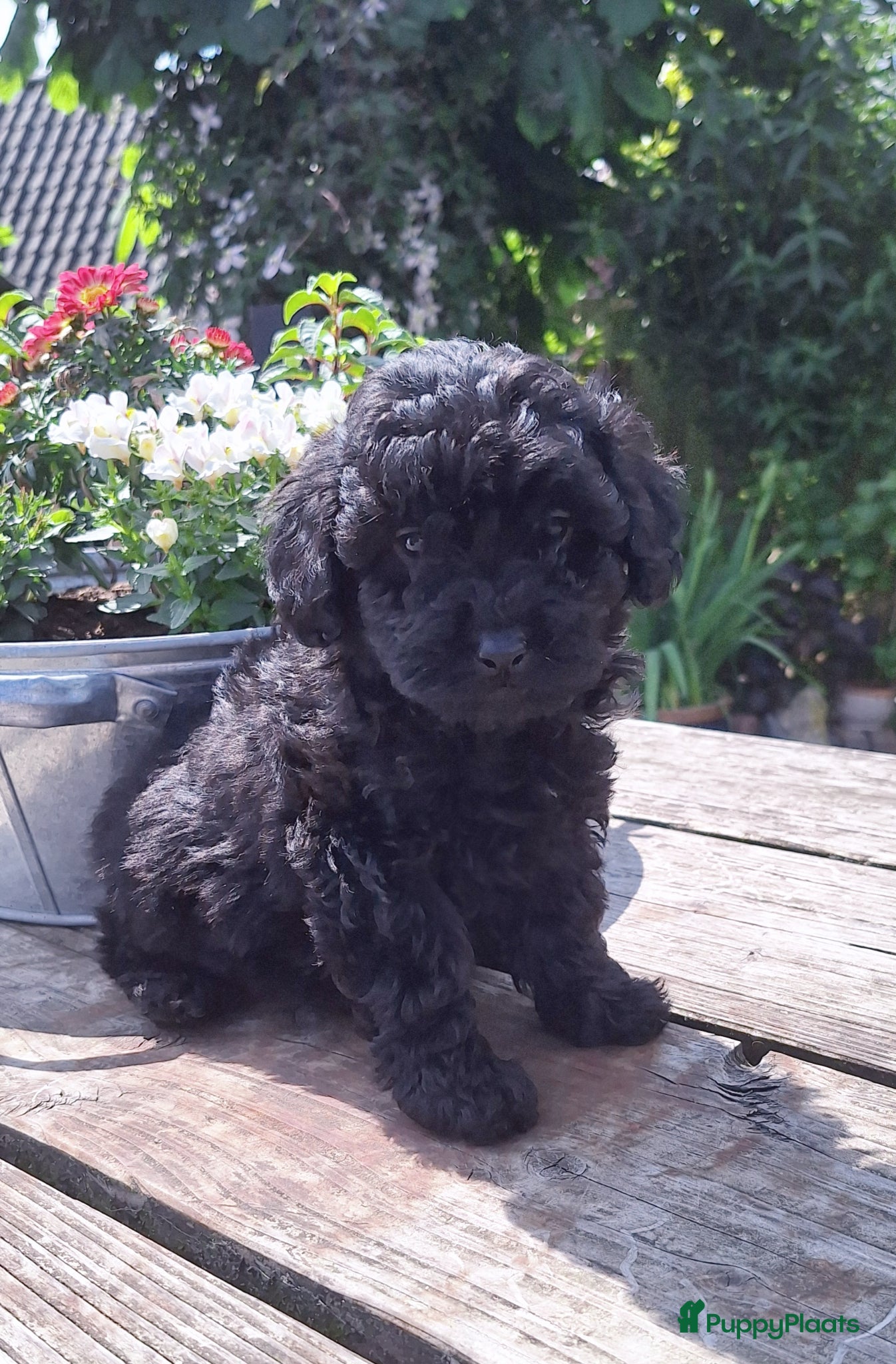 Maltipoo honden Schitterende mini Doodle pups  - Advertentie 1