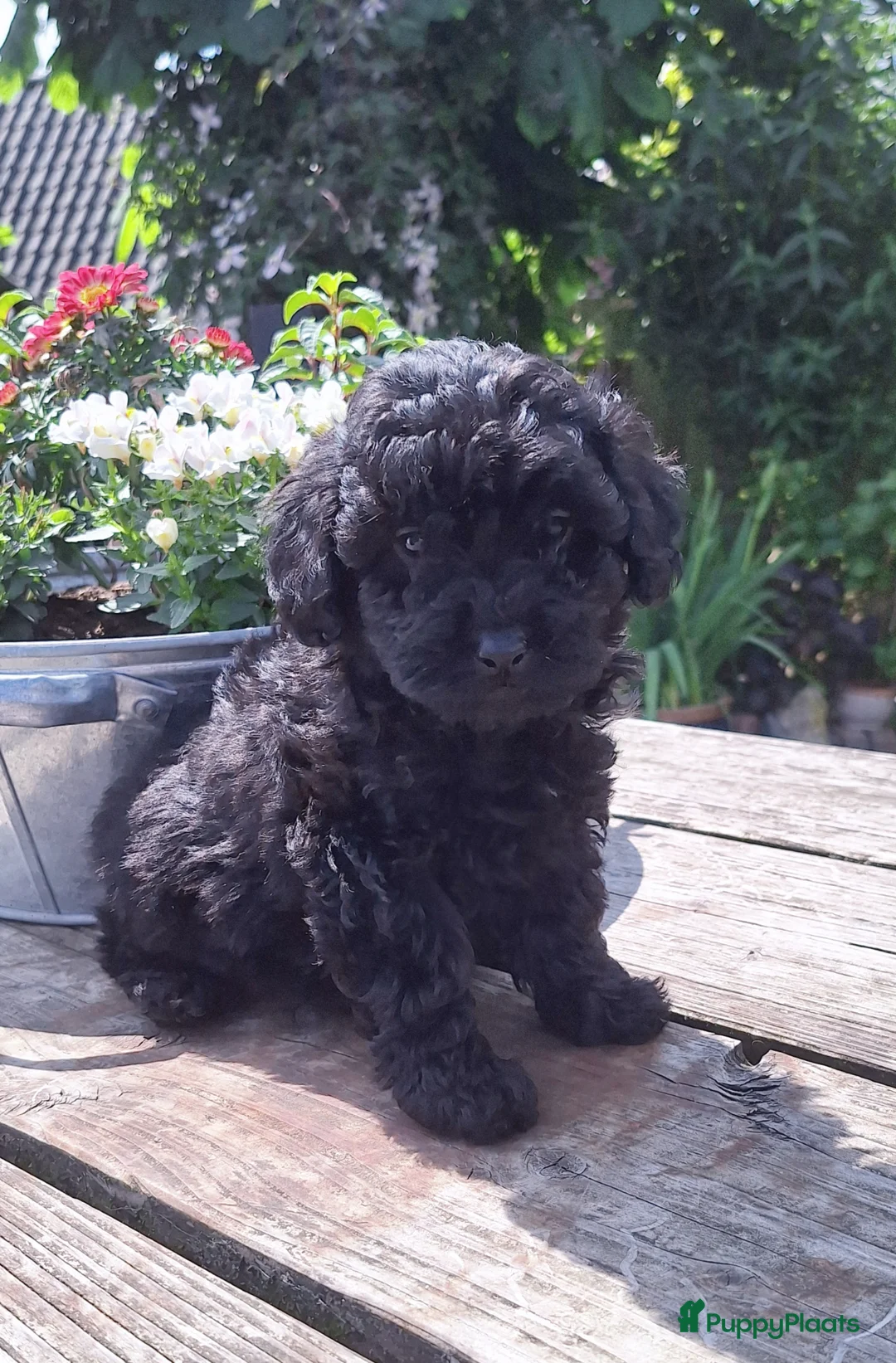 Maltipoo honden te koop: Schitterende mini Doodle pups  - Advertentie 1