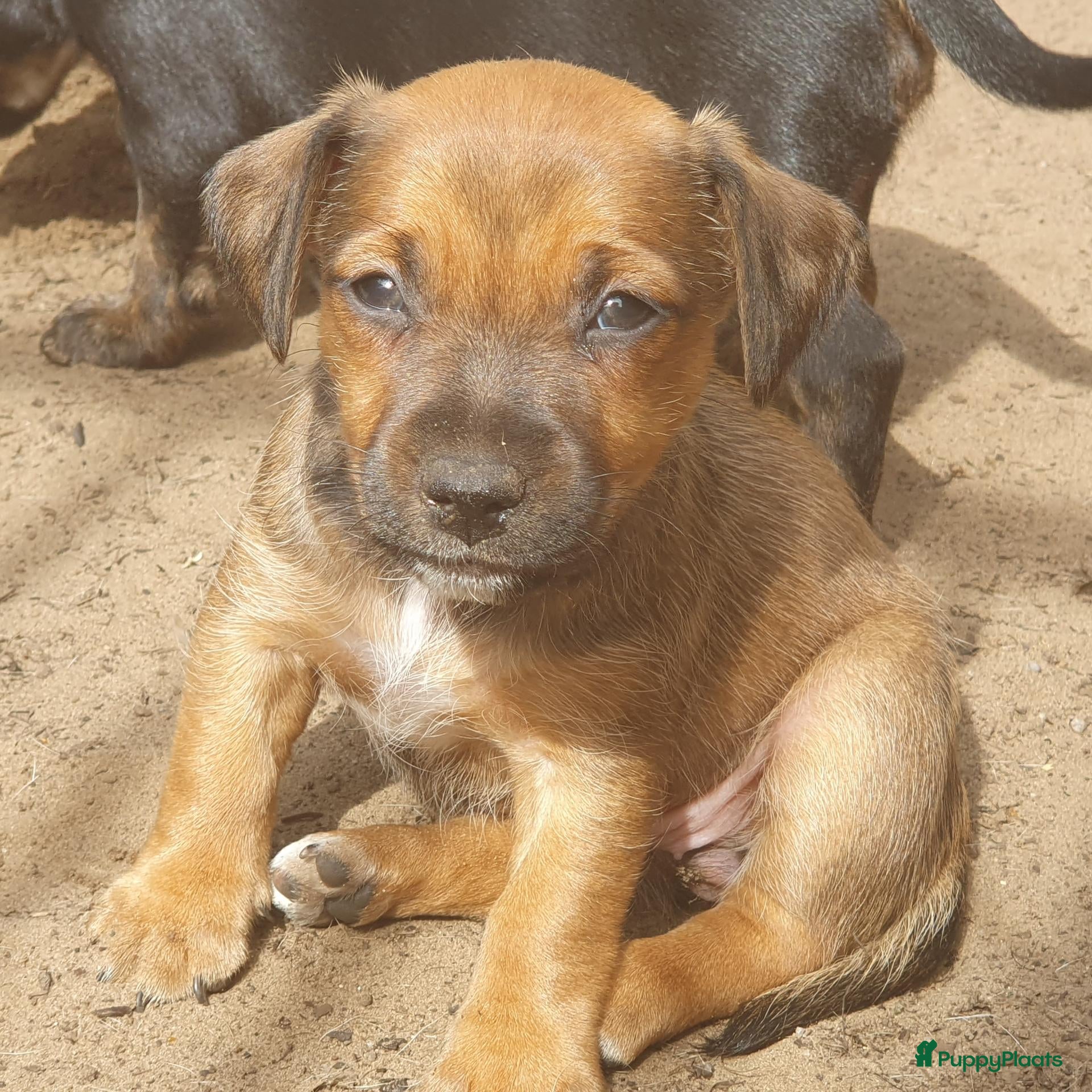 Jack Russel Terriër honden Lieve Jack Russell pups zoeken een liefdevol thuis - Advertentie 2
