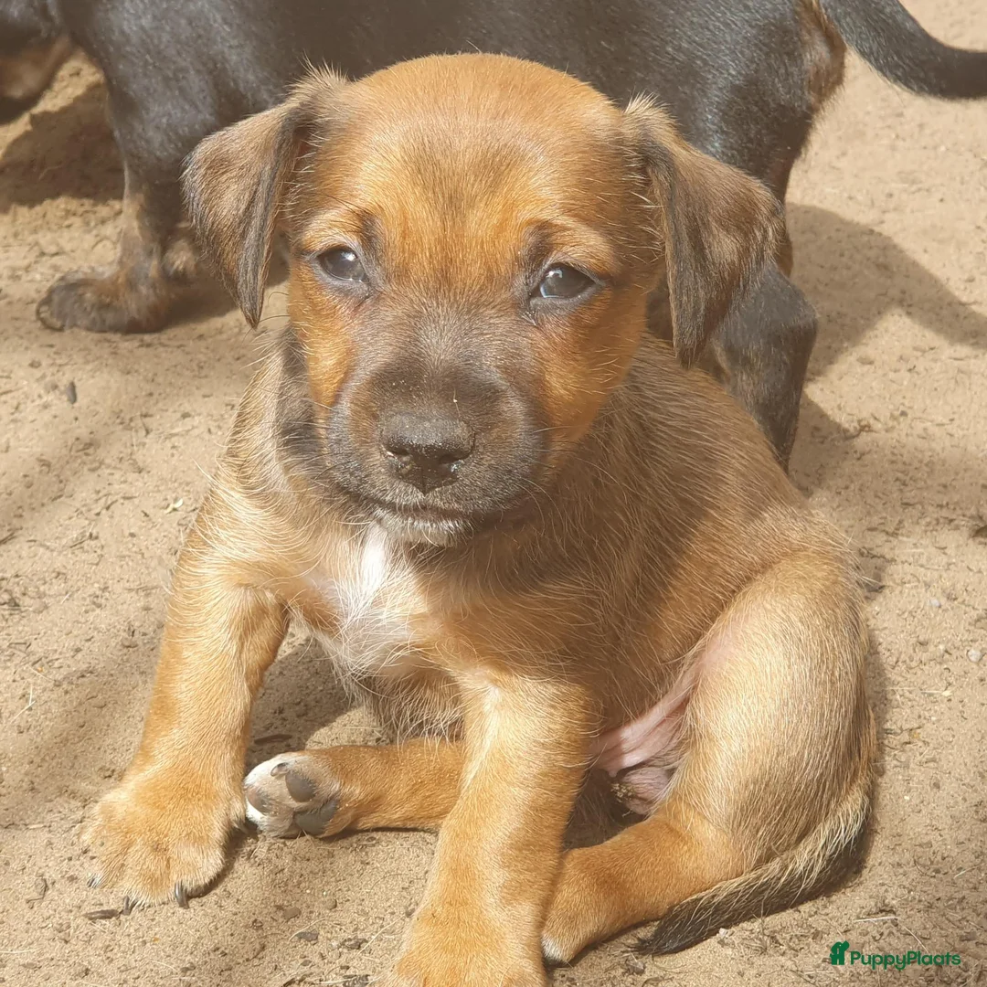 Jack Russel Terriër honden te koop: Lieve Jack Russell pups zoeken een liefdevol thuis - Advertentie 1