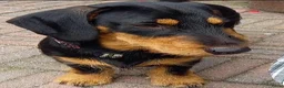 Ruwhaar Teckel honden te koop: Prachtige Standaard Ruwhaar Teckelpuppy’s ,  - Advertentie 10