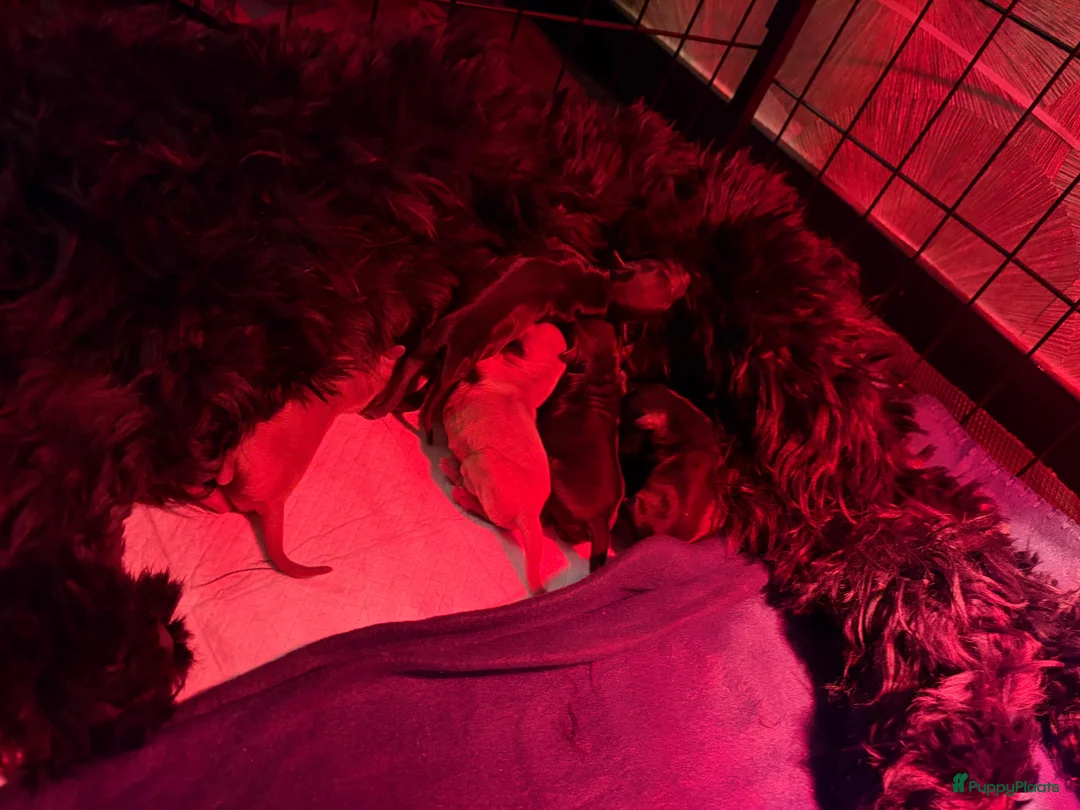 Australian Labradoodle honden te koop: Mini australian Labradoodle  - Advertentie 3