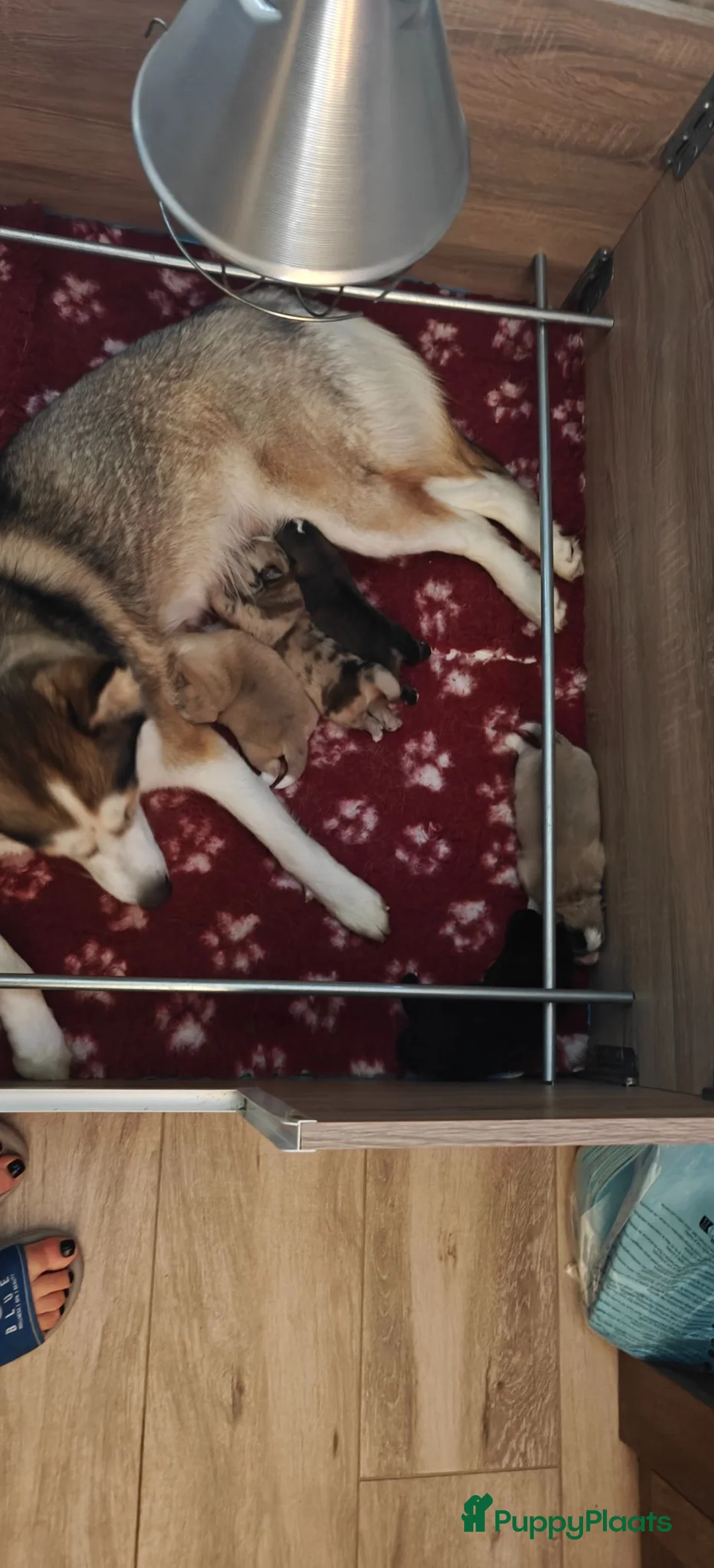 Pomsky honden te koop: Unieke Zwarte Pomsky Reu met Blauwe Ogen in Valkenswaard - Advertentie 5