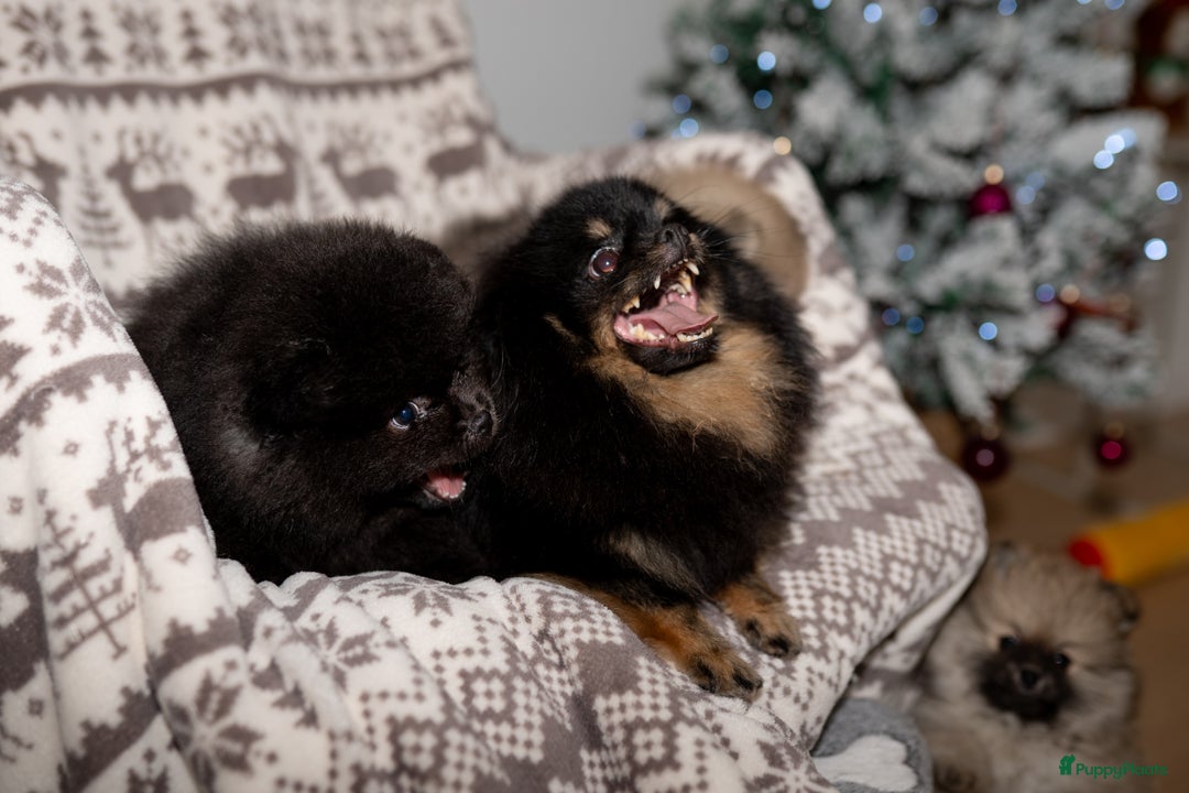 Pomeriaan honden te koop: 🌸 3.	Luxe Pomeranian pups 🌸 - Advertentie 7