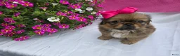 Pekingees honden te koop: Heel mooi Pekinees reutje - Advertentie 28
