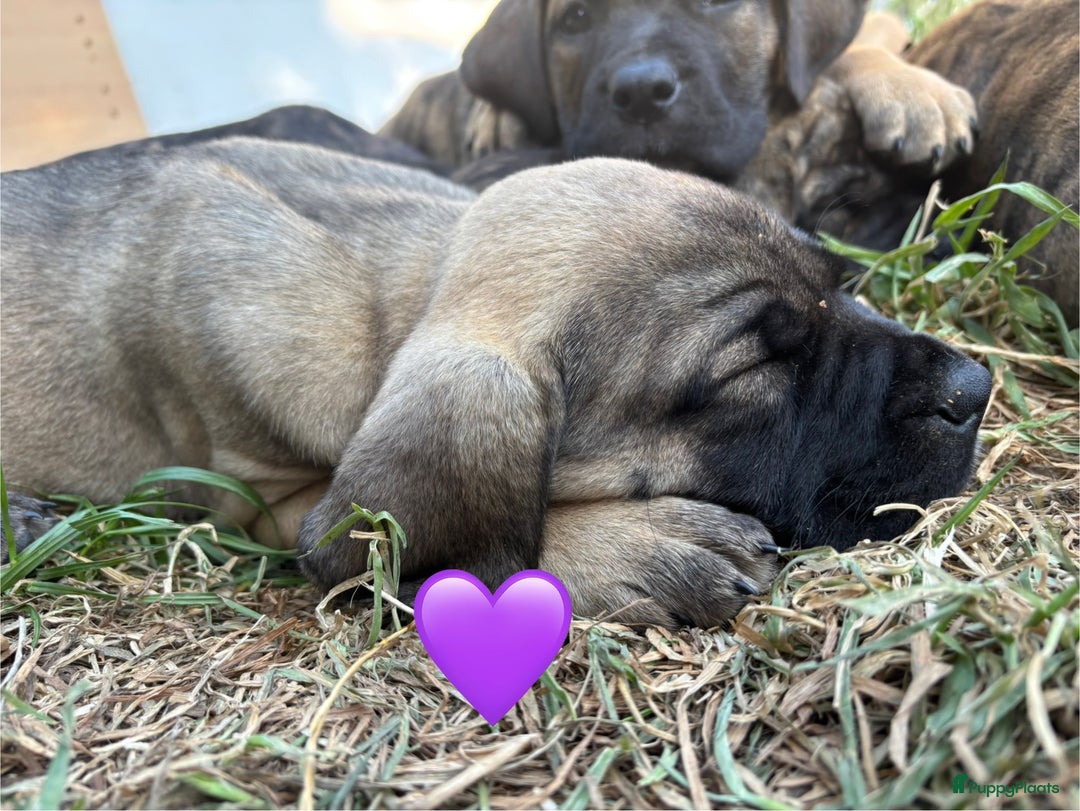 Kruising honden te koop: Mooie Presa/Fila 🥰 mastiff pups zoeken personeel  - Afbeelding 26