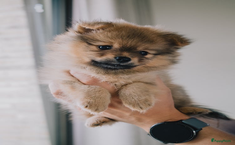 Pomeriaan honden - Advertentie 12