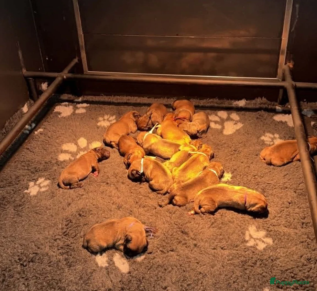 Bullmastiff honden te koop: Bullmastiff pups met stamboom - Advertentie 2
