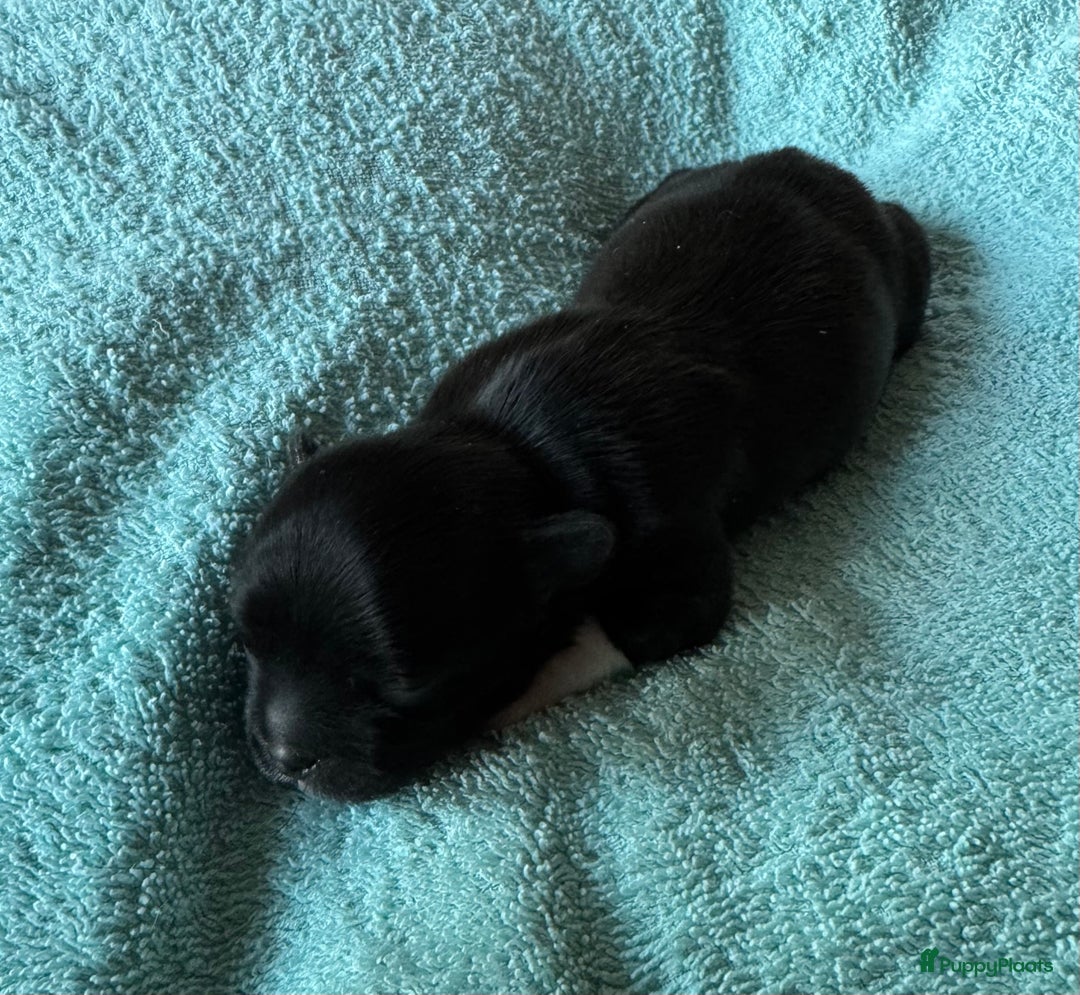 Bolonka Zwetna honden te koop: Bolonka Zwetna pups - kleine knuffels - Advertentie 18