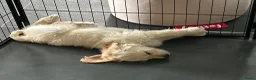 Kruising honden te koop: Pup goldendoodle zoekt liefdevol nieuw thuis - Advertentie 3