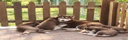 Siberische Husky honden te koop: Husky Pups - Advertentie 7