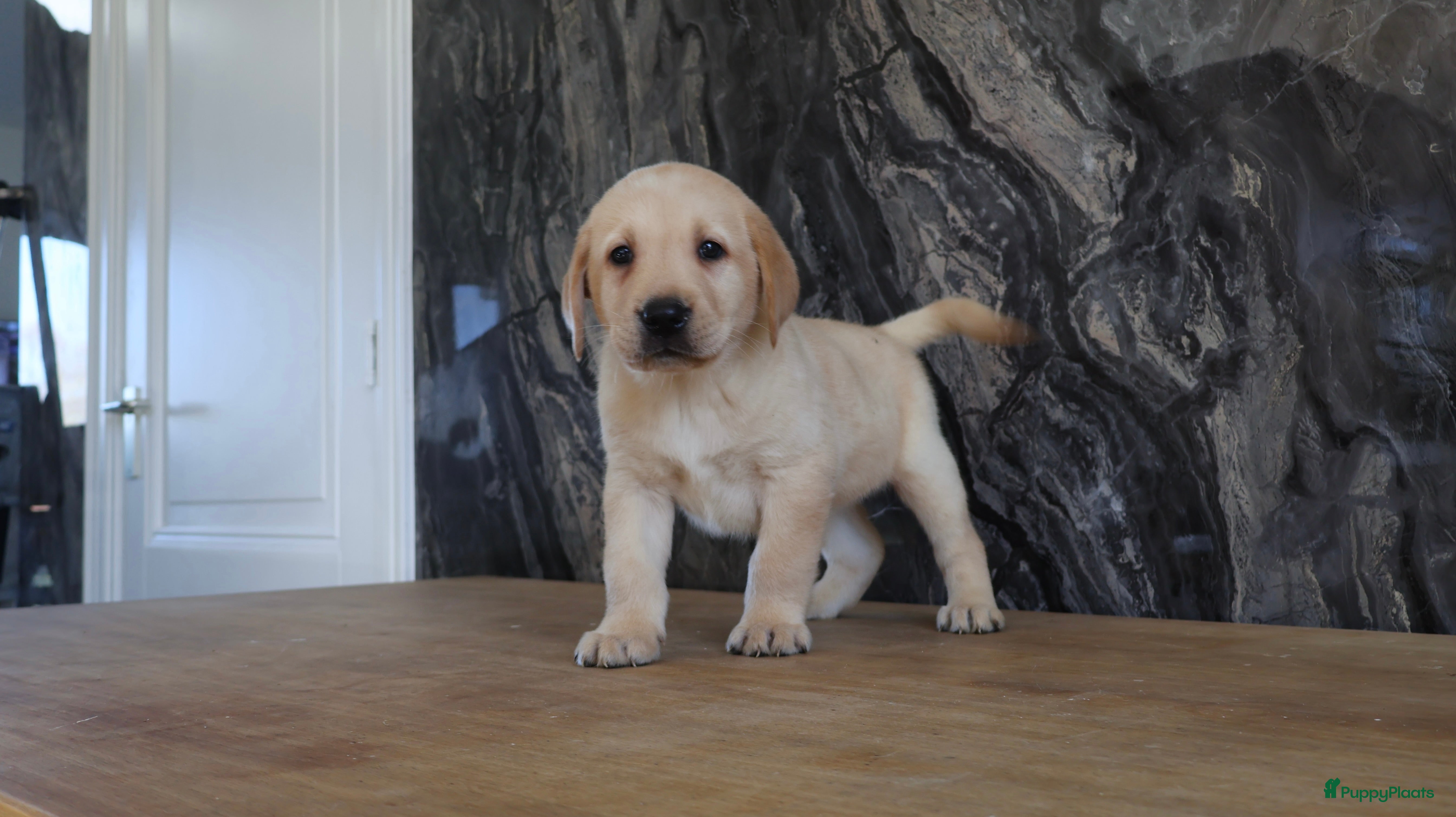 Labrador Retriever honden Hele knappe labrador pups te koop. - Advertentie 1