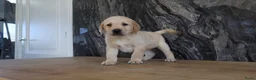 Labrador Retriever honden te koop: Hele knappe labrador pups te koop. - Advertentie 1