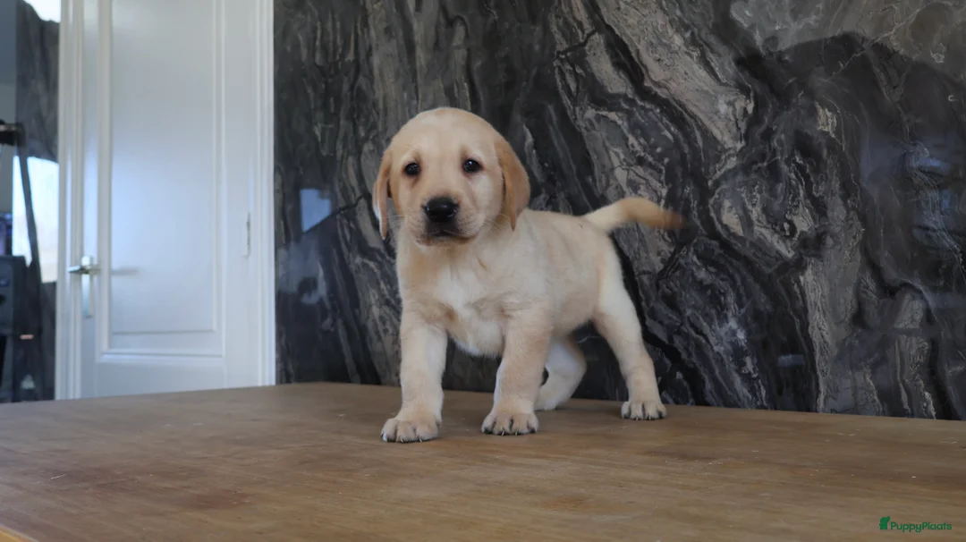 Labrador Retriever honden te koop: Hele knappe labrador pups te koop. - Advertentie 1