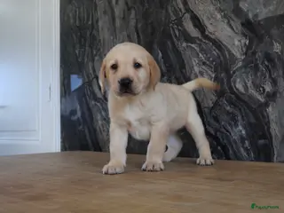 Labrador Retriever honden Hele knappe labrador pups te koop. - Advertentie 1