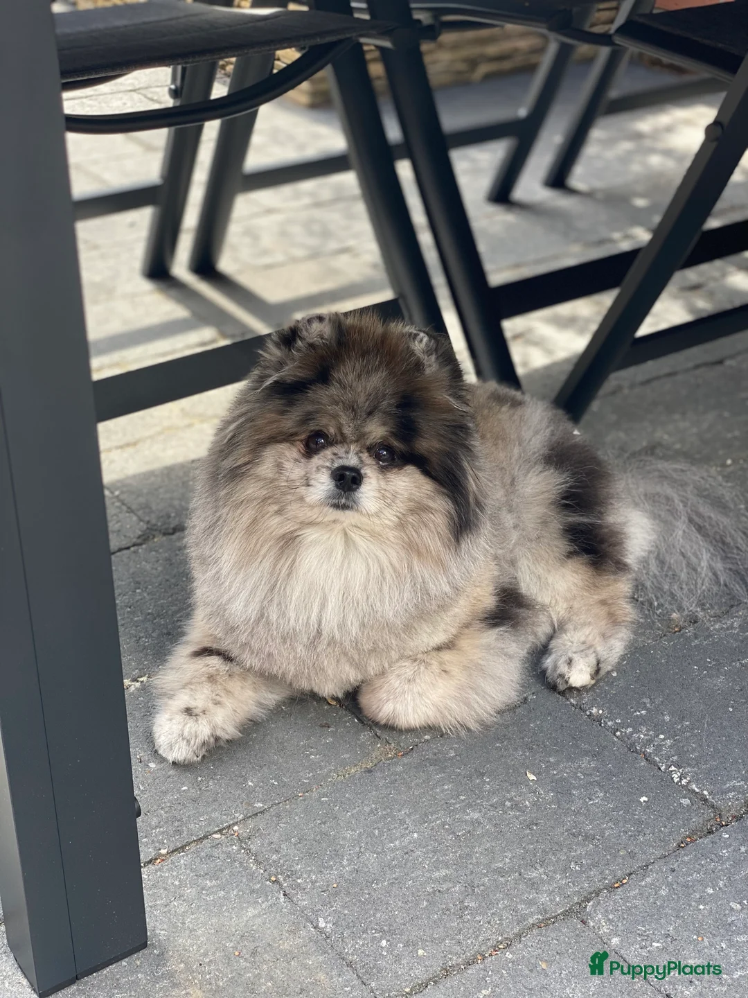 Pomeriaan honden te koop: Super lieve pomeranian Hummer  - Advertentie 5