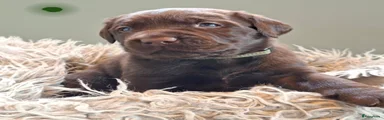 Labrador Retriever 2