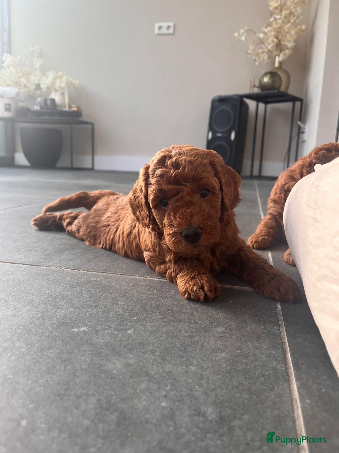Dwergpoedel honden 🐾 Te koop: 2 prachtige dwergpoedel puppy’s 🐾 - Advertentie 2