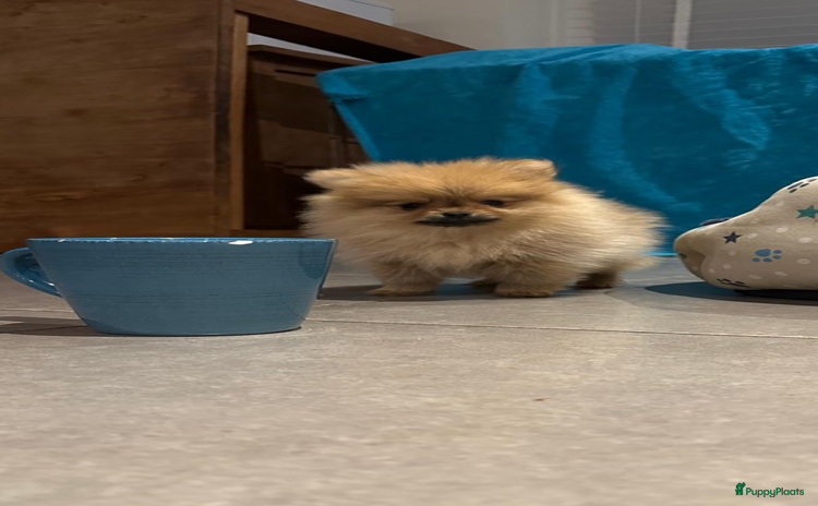 Pomeriaan honden - Advertentie 1