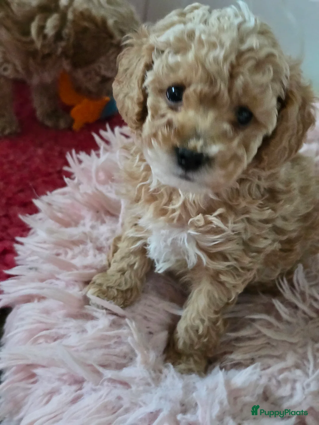 Maltipoo honden te koop: Mooie Maltipoo / toy poedel pup pups - Advertentie 21