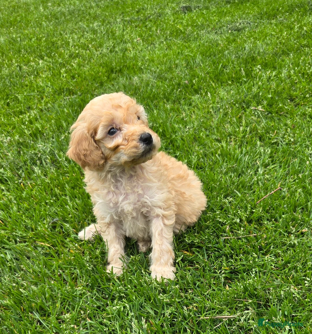 Labradoodle honden te koop: Mini labradoodle pups br/zw gemêleerd en 1 blond  - Advertentie 2