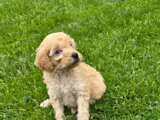 Labradoodle honden Mini labradoodle pups br/zw gemêleerd en 1 blond - Advertentie 3