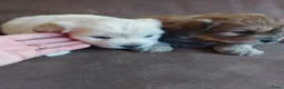 Kruising honden te koop: Prachtige hondjes Gezond chip enting  paspoort  - Advertentie 4