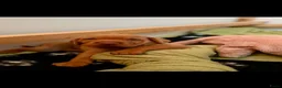 Vizsla korthaar honden te koop: Kortharige Hongaarse Vizsla-pups - Advertentie 9