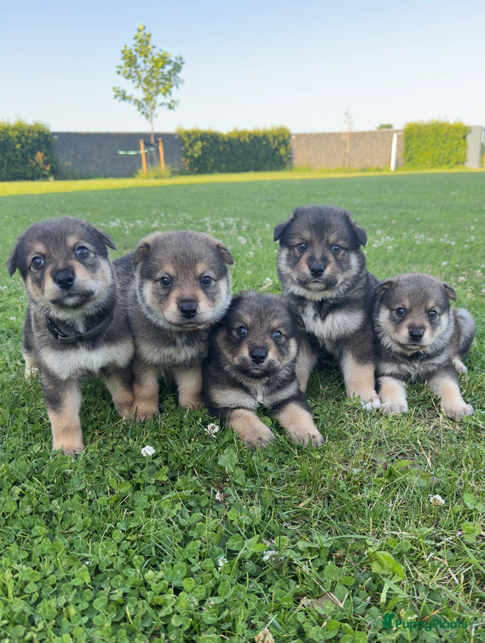 Kruising honden Pup Eurasiër / Herdermix - Advertentie 1