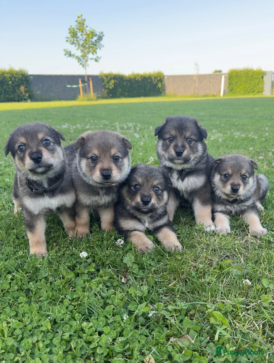 Kruising honden te koop: Pup Eurasiër / Herdermix - Advertentie 1