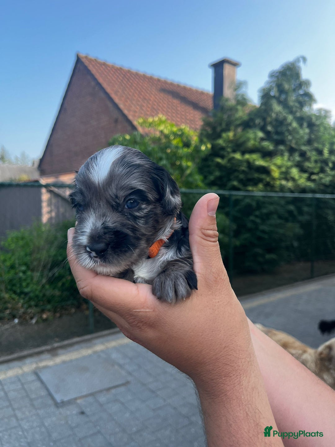 Labradoodle honden te koop: Prachtige medium labradoodle pups - Afbeelding 1