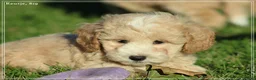 Maltipoo honden te koop: Knappe Maltipoo pups. - Advertentie 26
