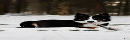 Border Collie honden te koop: Prachtige Border Collie pups | stamboom (ISDS/FCI) in Nagele - Advertentie 2