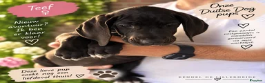 Duitse Dog 1