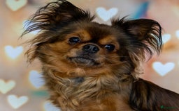 Chihuahua honden te koop: Chihuahua langhaar pupjes - Afbeelding 14