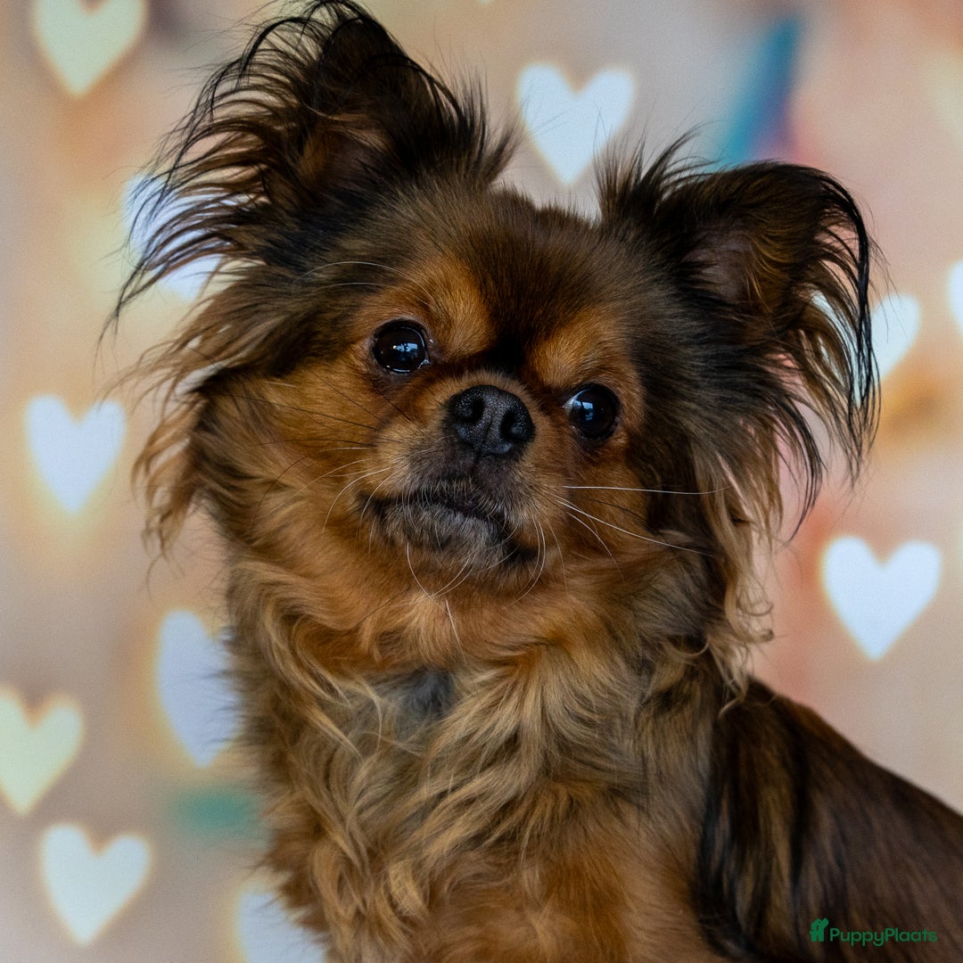 Chihuahua honden te koop: Chihuahua langhaar pupjes - Afbeelding 14