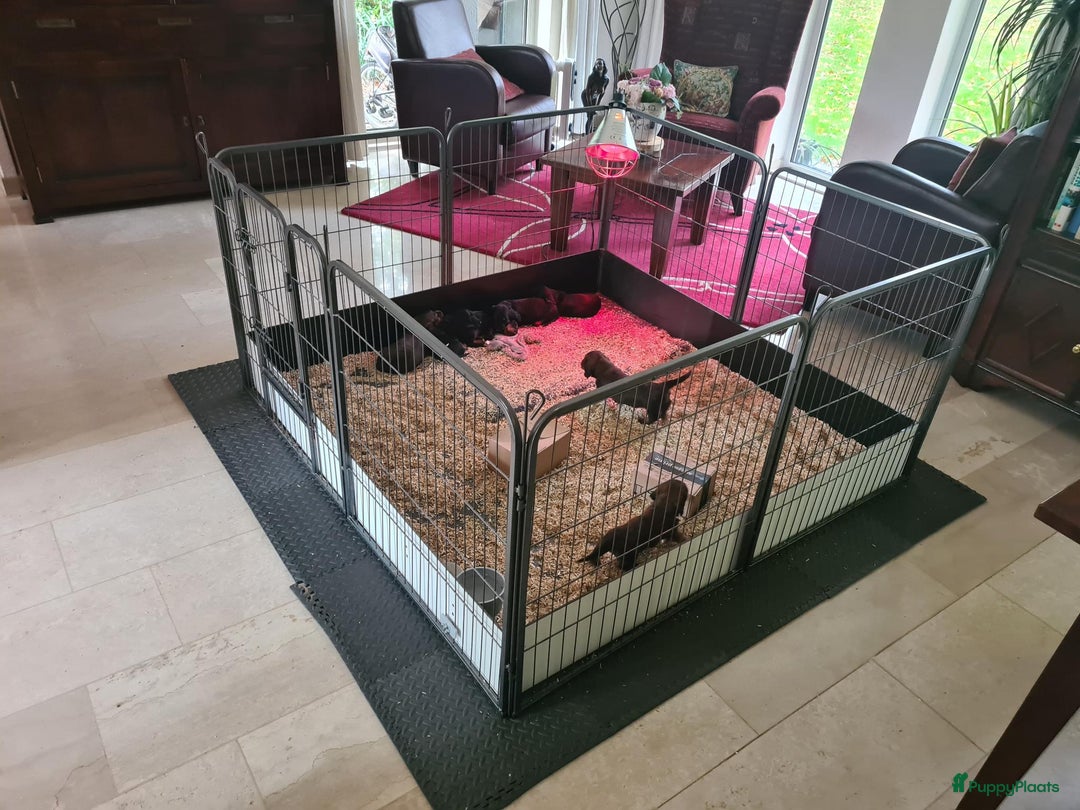 Teckel (langhaar) honden te koop: Eén pup beschikbaar Standaard langhaar teckel pups - Advertentie 15