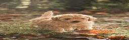 Poedel Toy honden te koop: 5 lieve Mini Toy Poedel pups zoeken een fijn thuis - Advertentie 10
