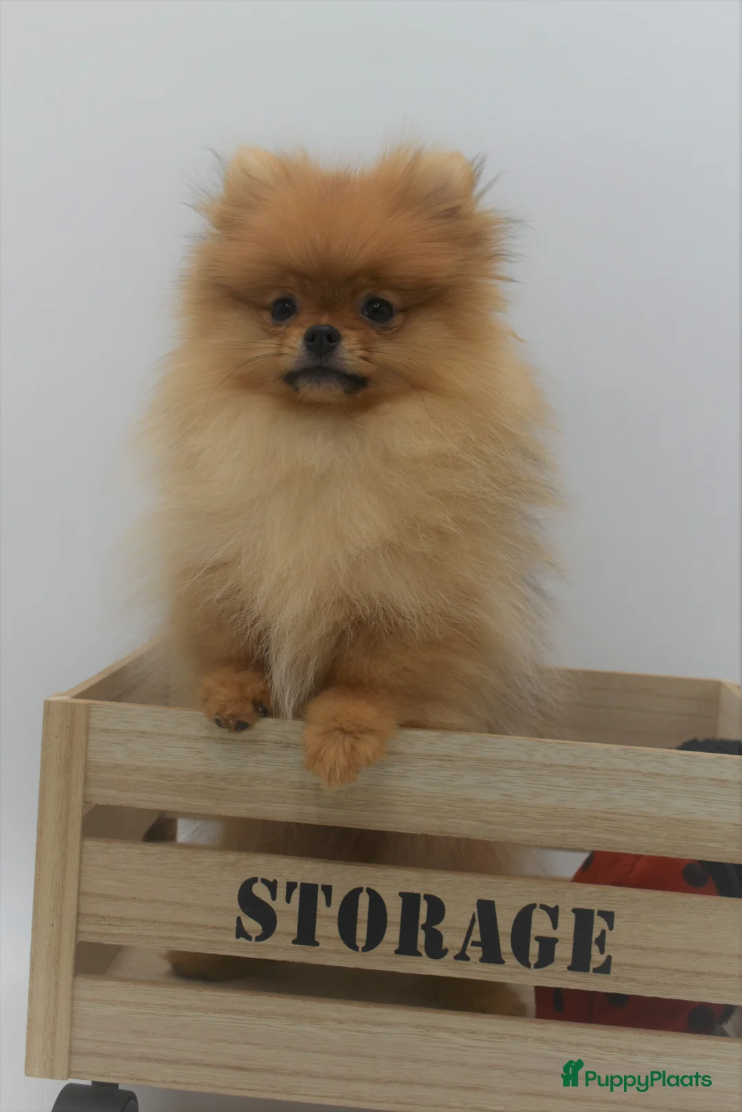 Galerij afbeelding {{count}}