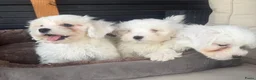 Maltezer honden te koop: Maltezer pups  - Advertentie 8