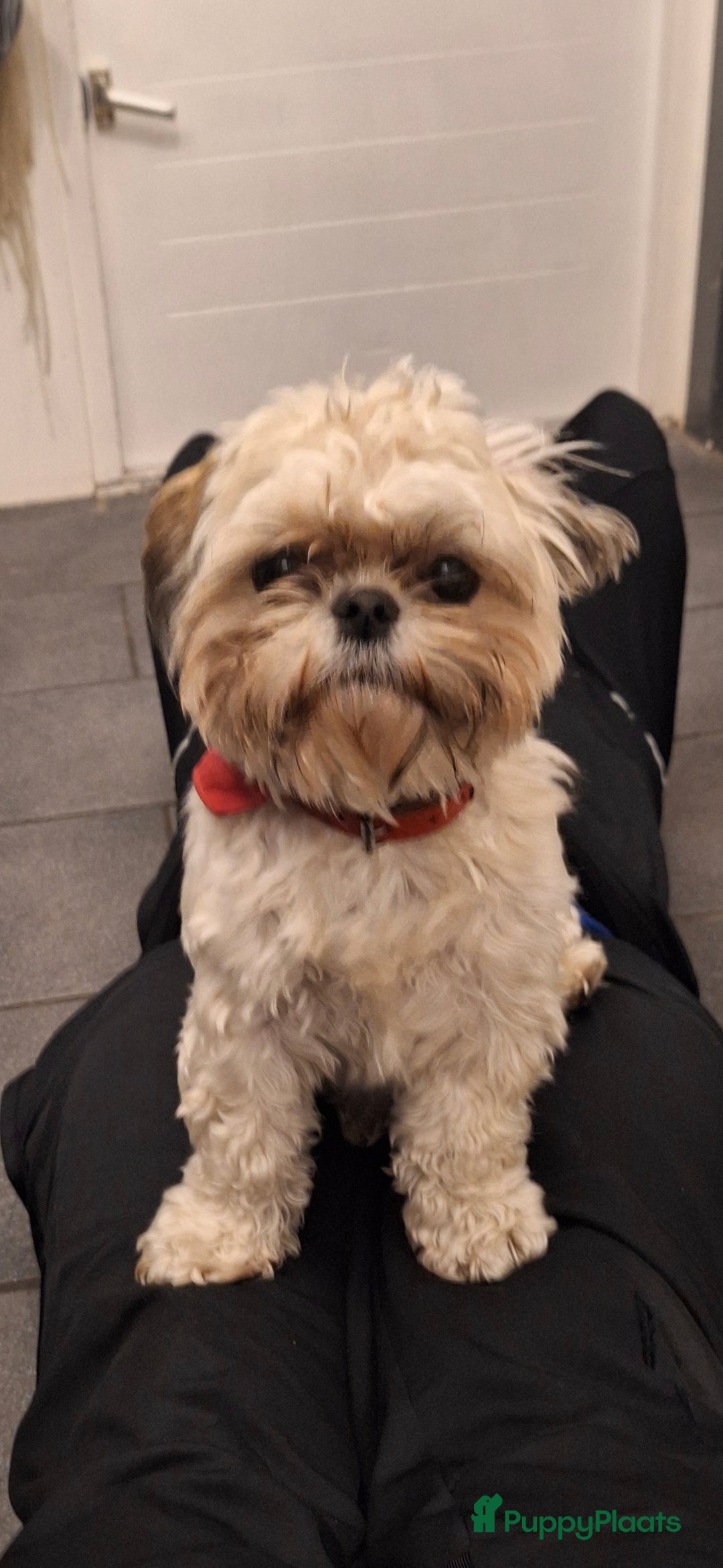 Shih Tzu honden Pups verwacht medio maart - Advertentie 1