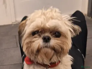 Shih Tzu honden Pups verwacht medio maart - Advertentie 1