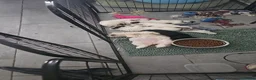 Maltezer honden te koop: Boomer  - Advertentie 10