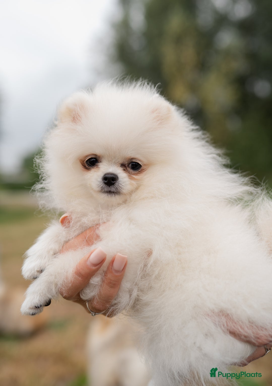 Pomeriaan honden te koop: Pomeranian Mila❤️ - Advertentie 5