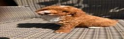 Kruising honden te koop: Maltipoo X Labradoodle in Mariahout - Advertentie 2